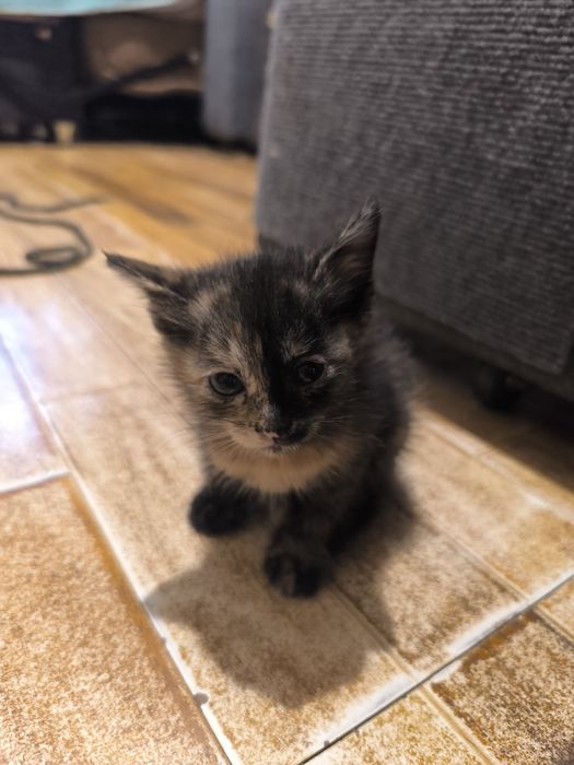 Котята бесплатно.