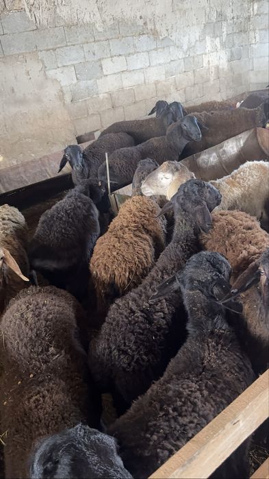 Семіз қойлар сатылады