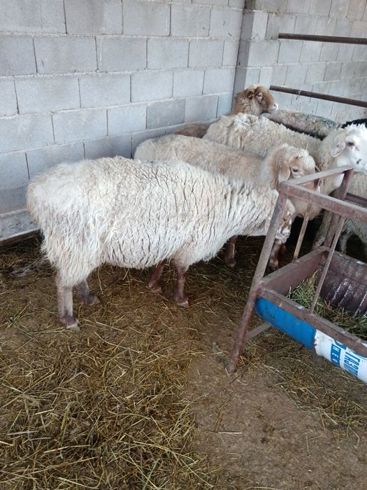 Семіз қойлар сатылады 70000 тенге