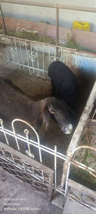 Она бача куй сотилади