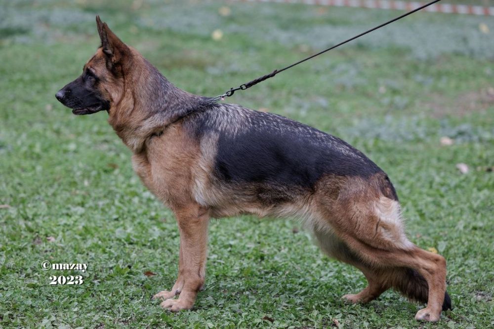 Немецкая овчарка, питомник.