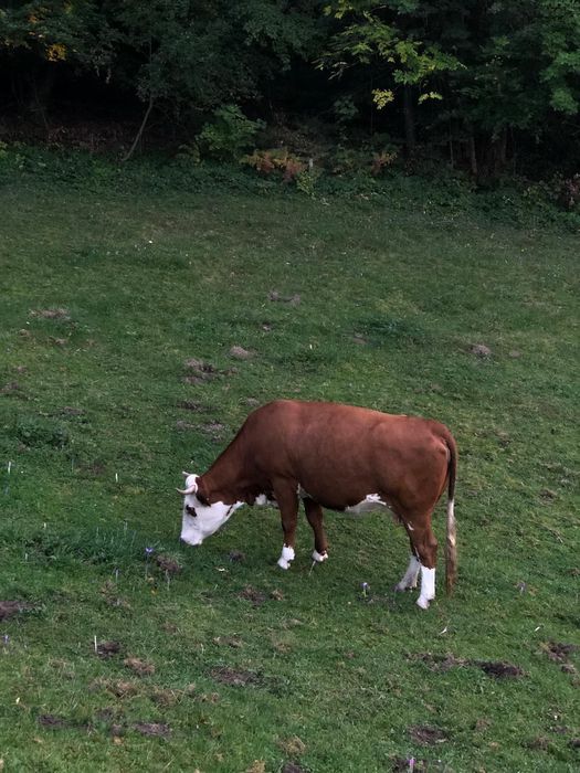 Vaca de vânzare .