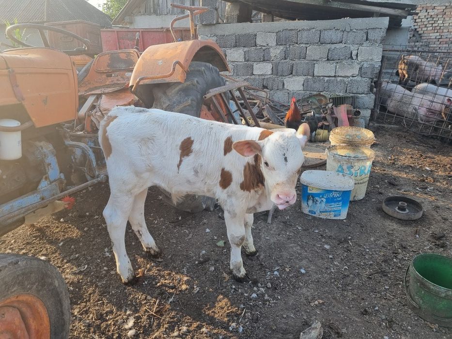 2 tauras de 5 și 6 săptămâni