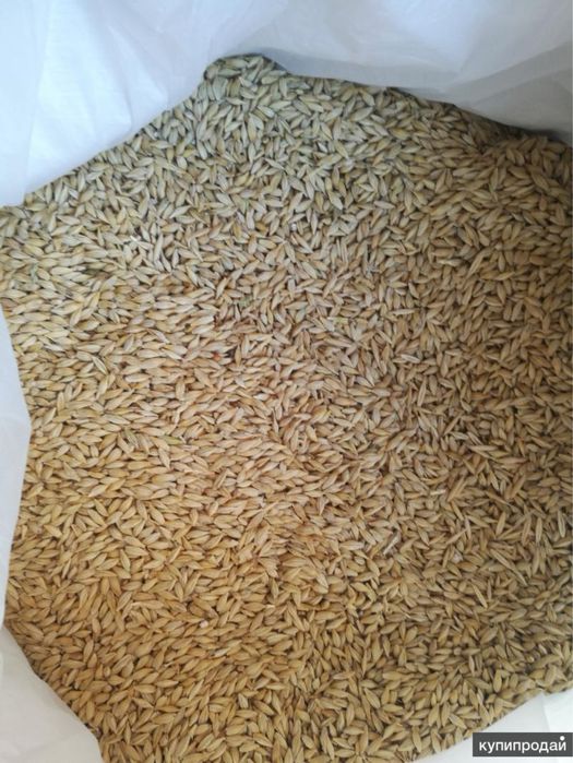 пщеница-бидай в мешках