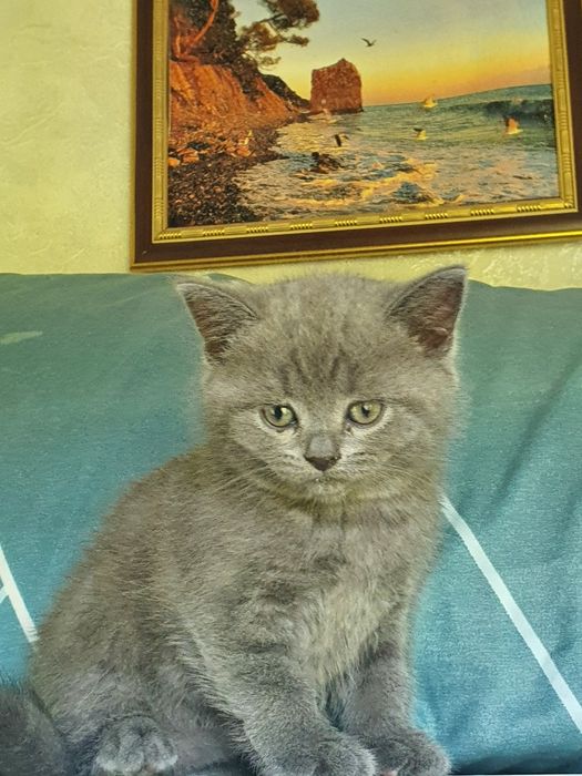 Скотиш страйт мальчик и девочка