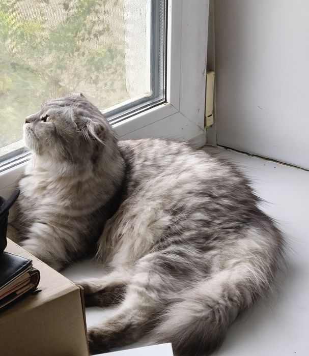Кошка хайленд фолд