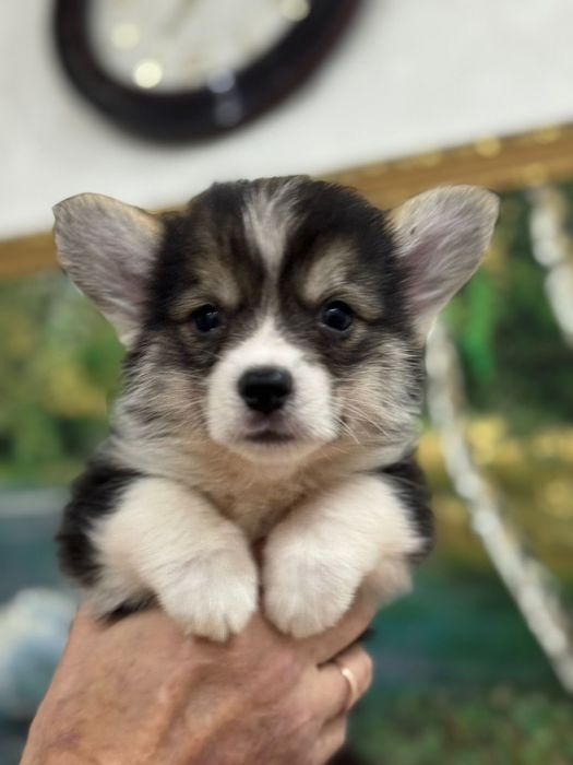 Шикарные малыши вельш корги