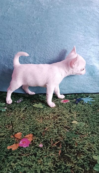 Щенок девочка чихуахуа