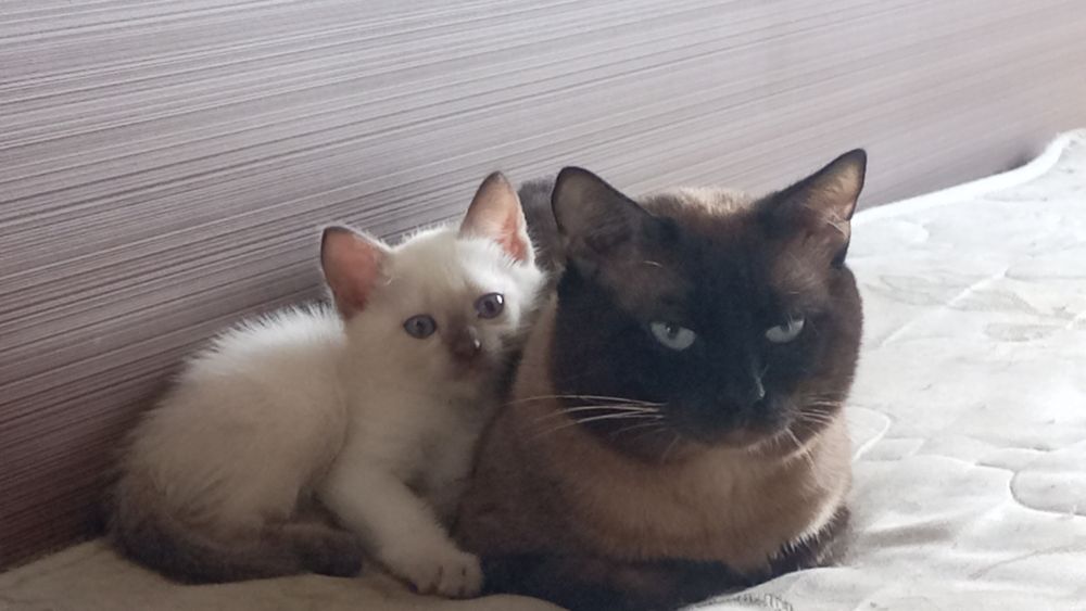 Сиамский котёнок.