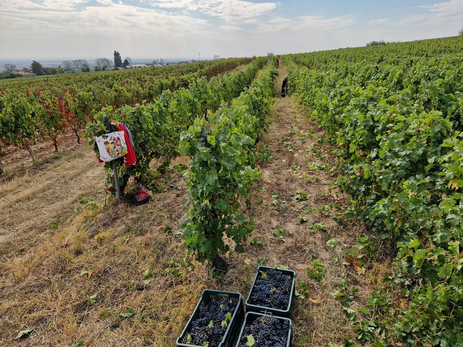 Struguri vin DOC Cotesti  Cabernet Sauvignon si Feteasca Neagra