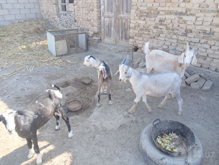 Yosh uloqlar bor
