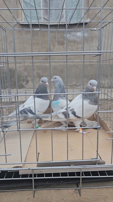 Голуби такла молодняк