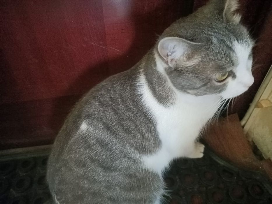 Бездомная кошка бесплатно