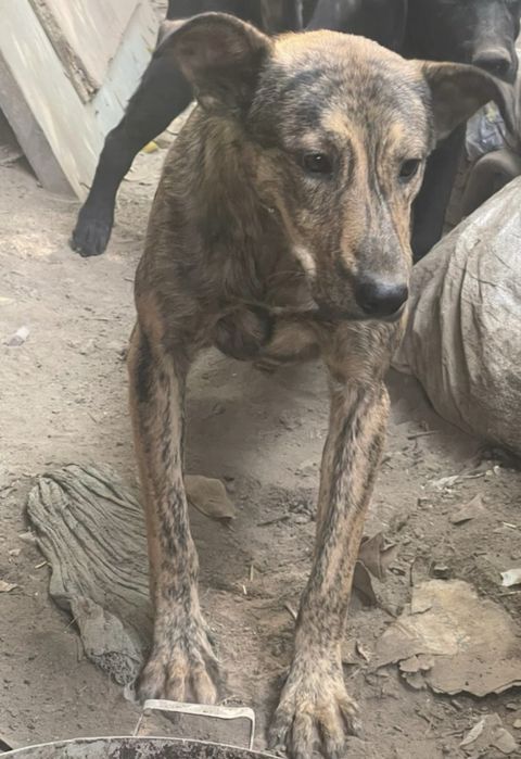 Отдам кобеля поместной дворняги