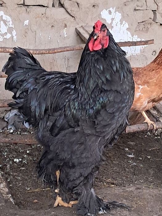 Брама чёрная 100% чистая.