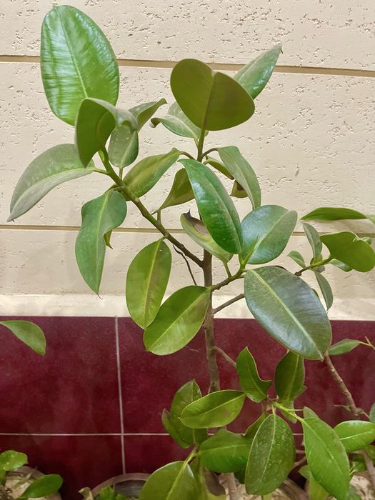 Чиройли гуллар сотилади