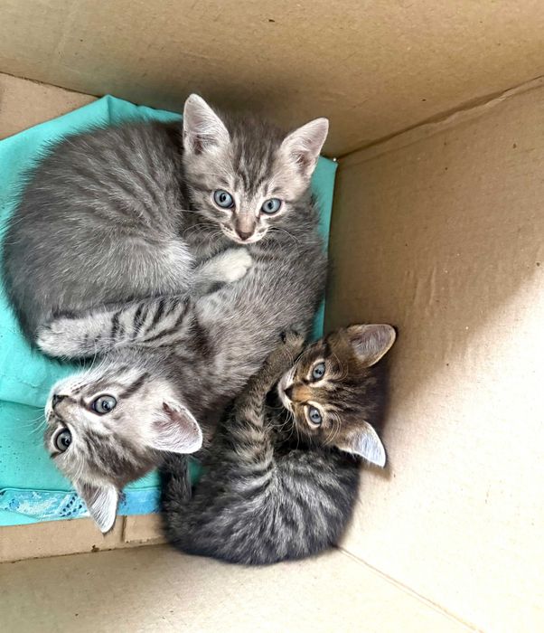 Отдам котят в добрые руки