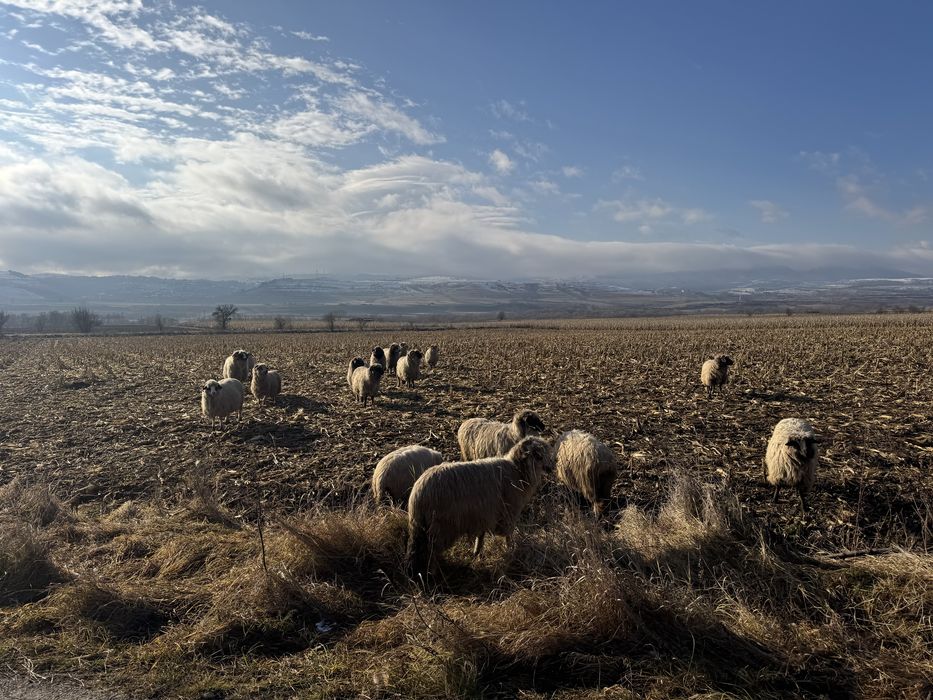 Vand 50 de oi cu miei