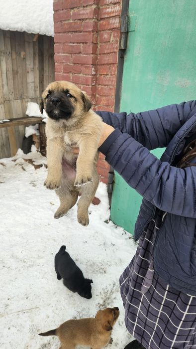 Отдам щенка 2 месяца