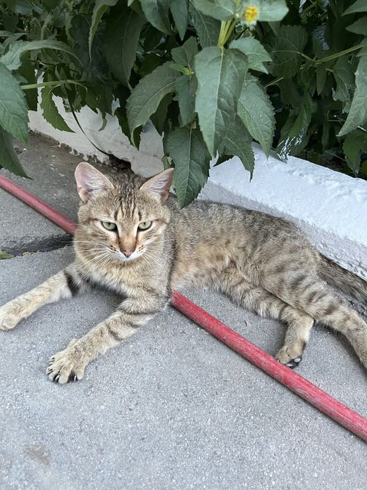 отдаю ласкового кота в добрые руки