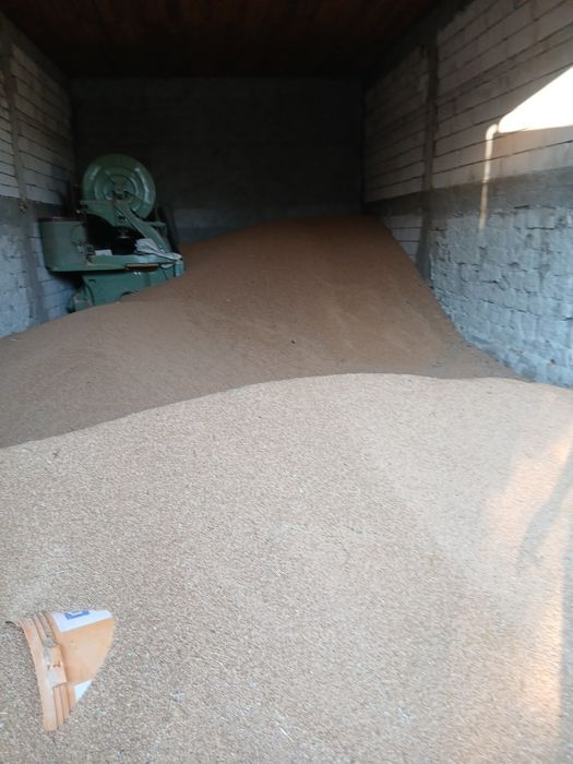 Grâu orz ovăz floarea soarelui porumb