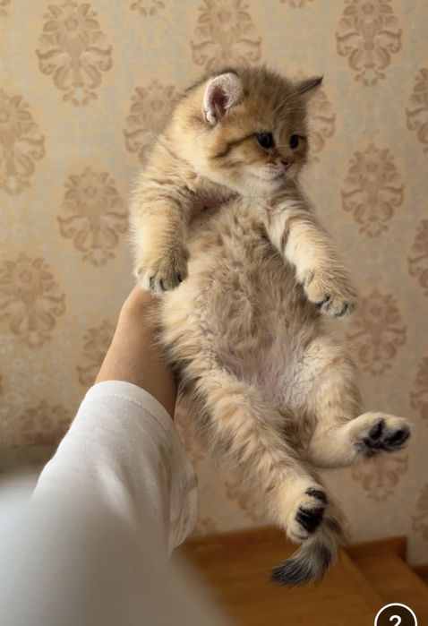 Golden chinchilla ny12 tabby