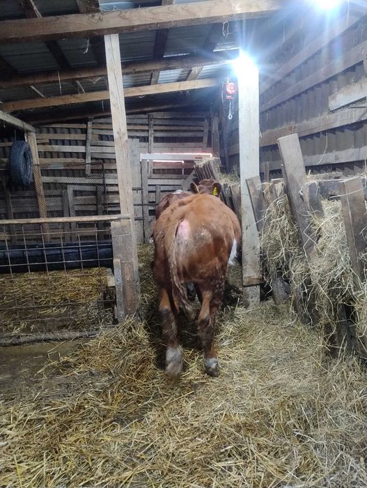 Vreau sa public de vânzare animale