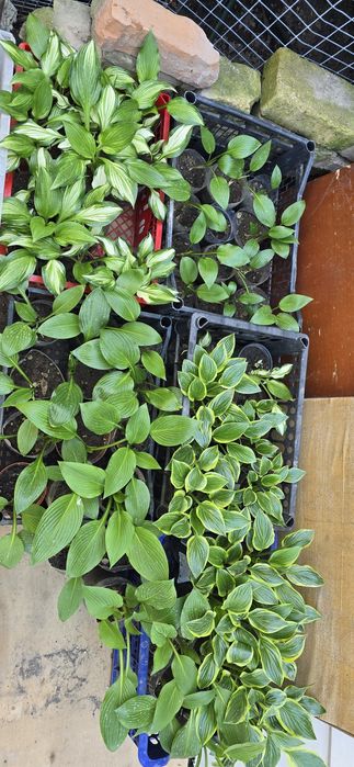 Продам садовые цветы