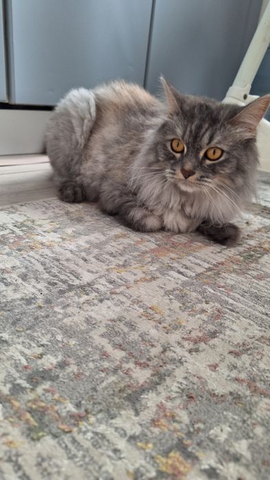 Отдам кошку породистую