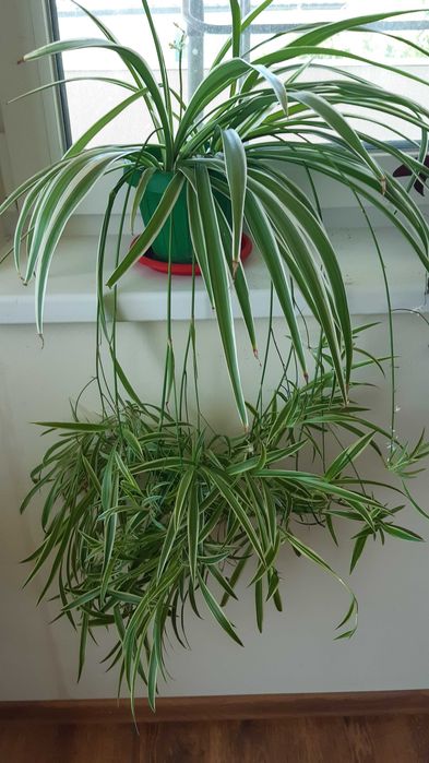 pt cadou planta paianjen 3 soiuri diferite pt aer curat