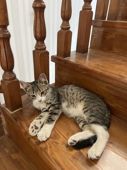 Домашние котята 3 месяца, отдам в хорошие руки