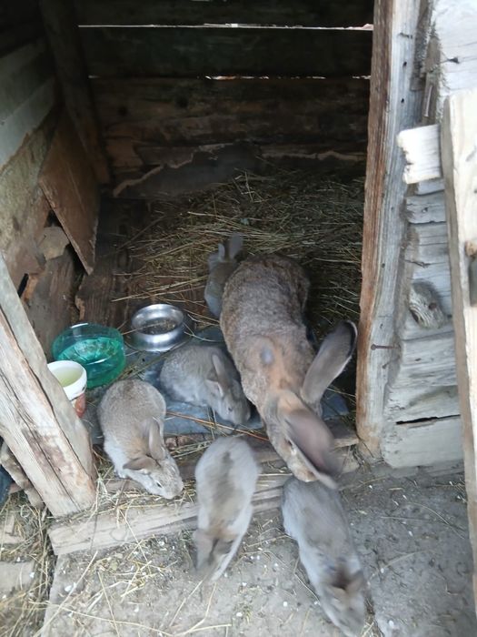 Vand iepur,  pui 5 saptamani