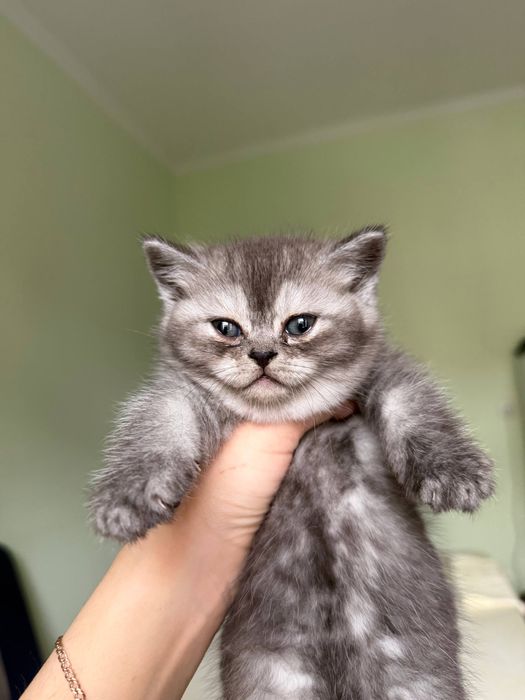 Zotdor mushukchalar sotiladi