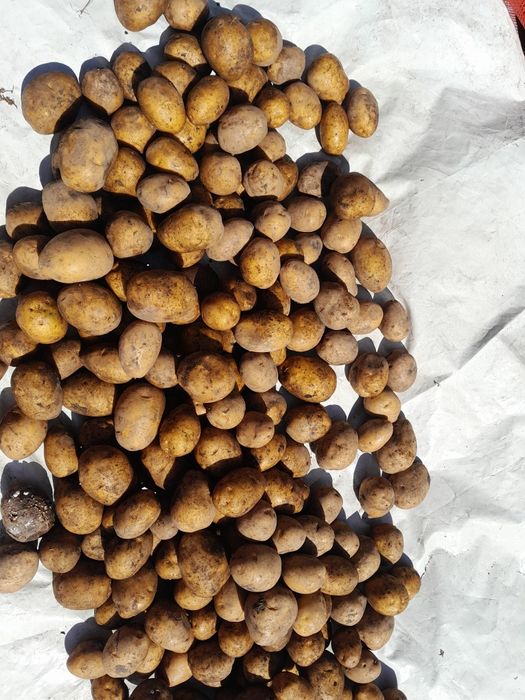 Продам Картофель