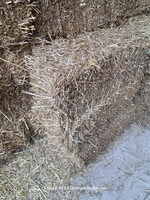 Baloti paie               .