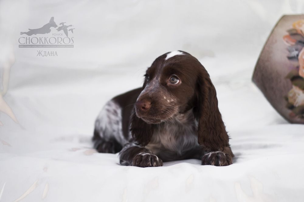 Спаниельки с документами.