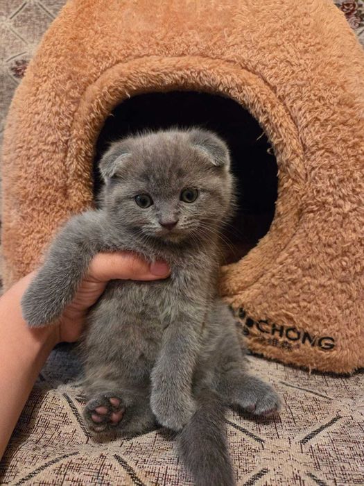 Вислоухие «британская»