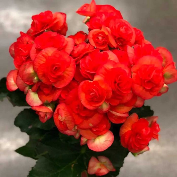 Комнатные цветы от 500 тн