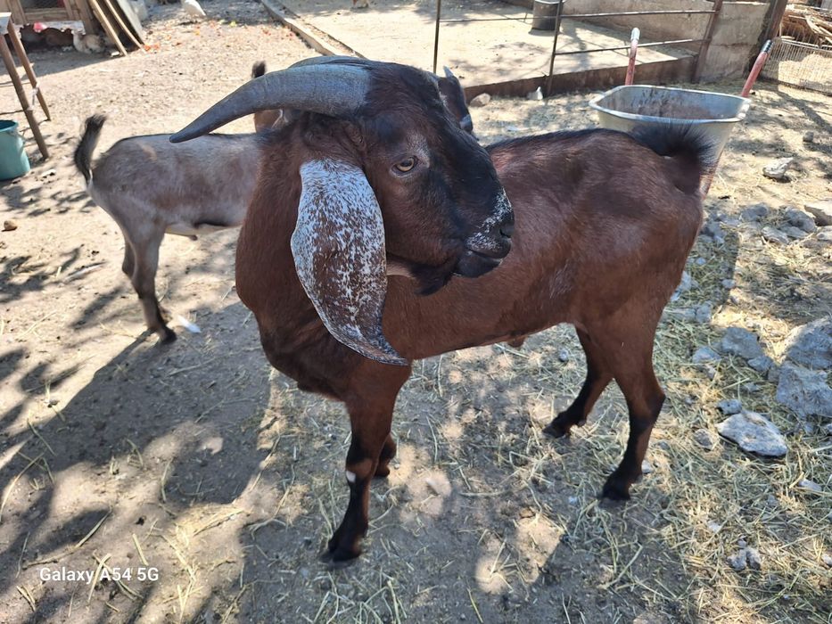 Vând țapi anglo danubieni