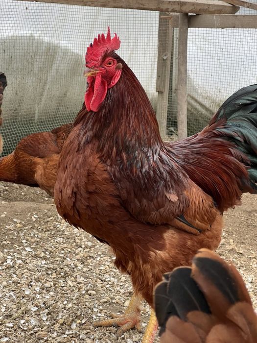 Ханхяп Hanxyp жўжалар сотиллади тозза зот Ота онаси кореядан