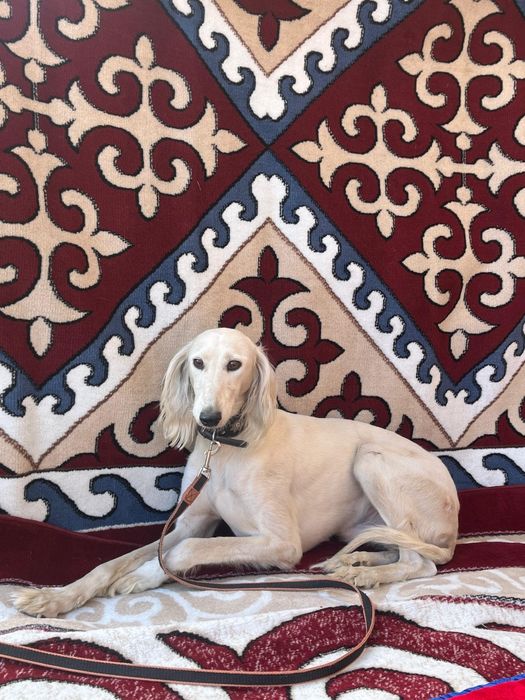 Тазы сатылады Арлан