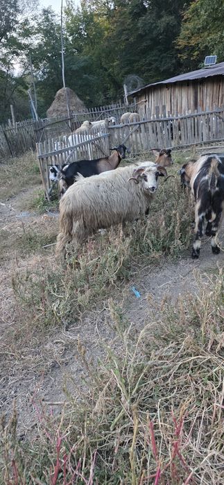 Vand berbec varsta 1 an jumate