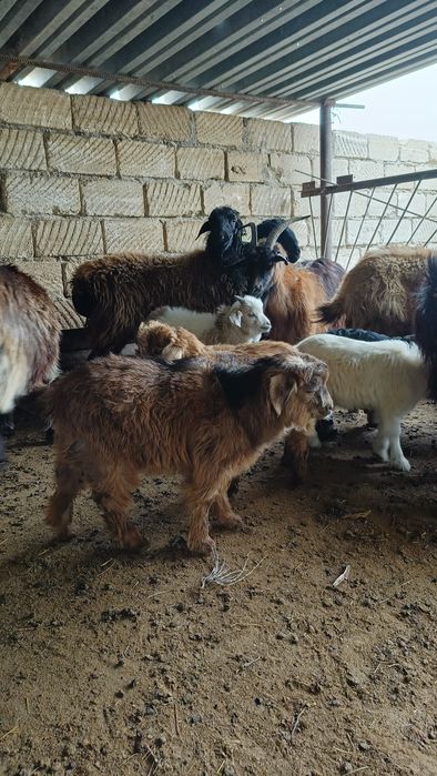 Лақты ешкілер сатылады.