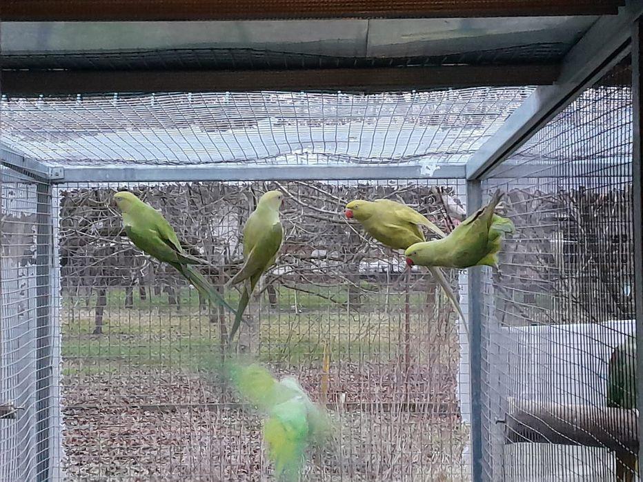 Vând Micul Alexander