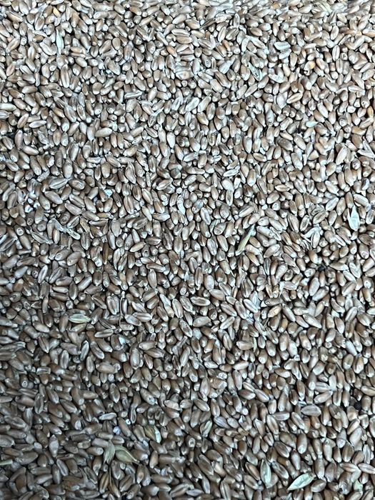 Grau glosa 250 - 300 Tone