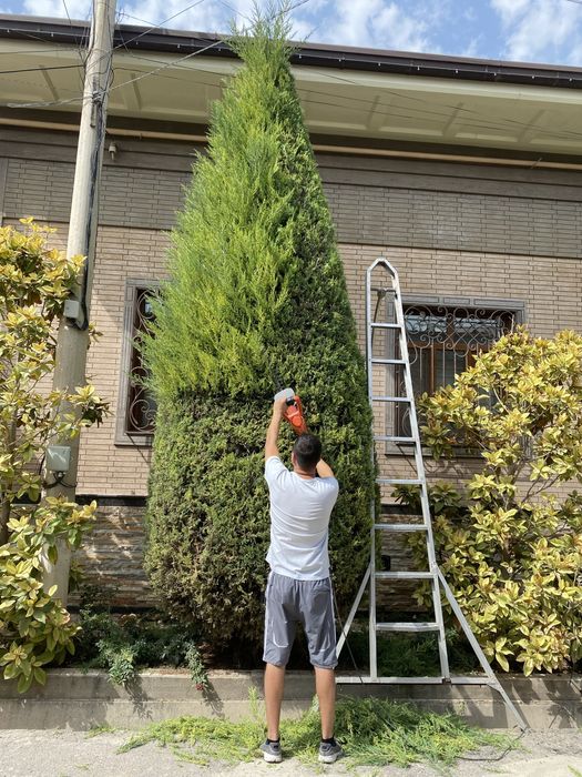 Archa kesish xizmati