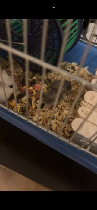 Мини хамстери се подаряват в Стара Загора