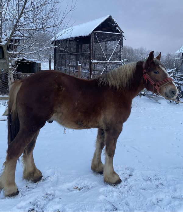 Vand manz  bihor de 2 ani la primavara