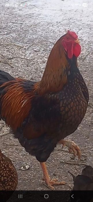 Cocoși struma bantan și wiandote