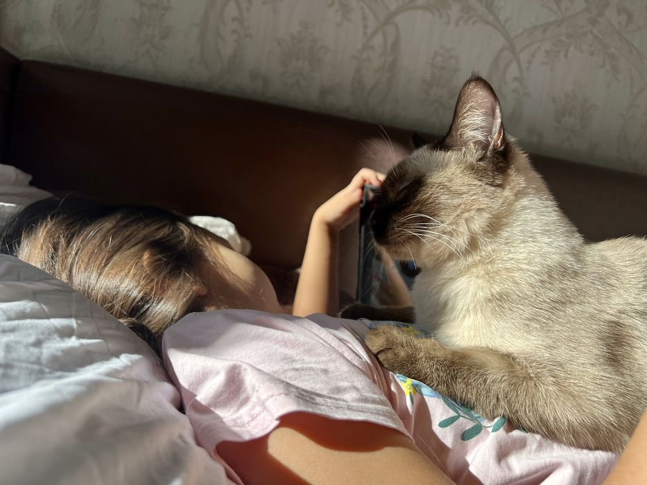 Кошка тайская, 4 года